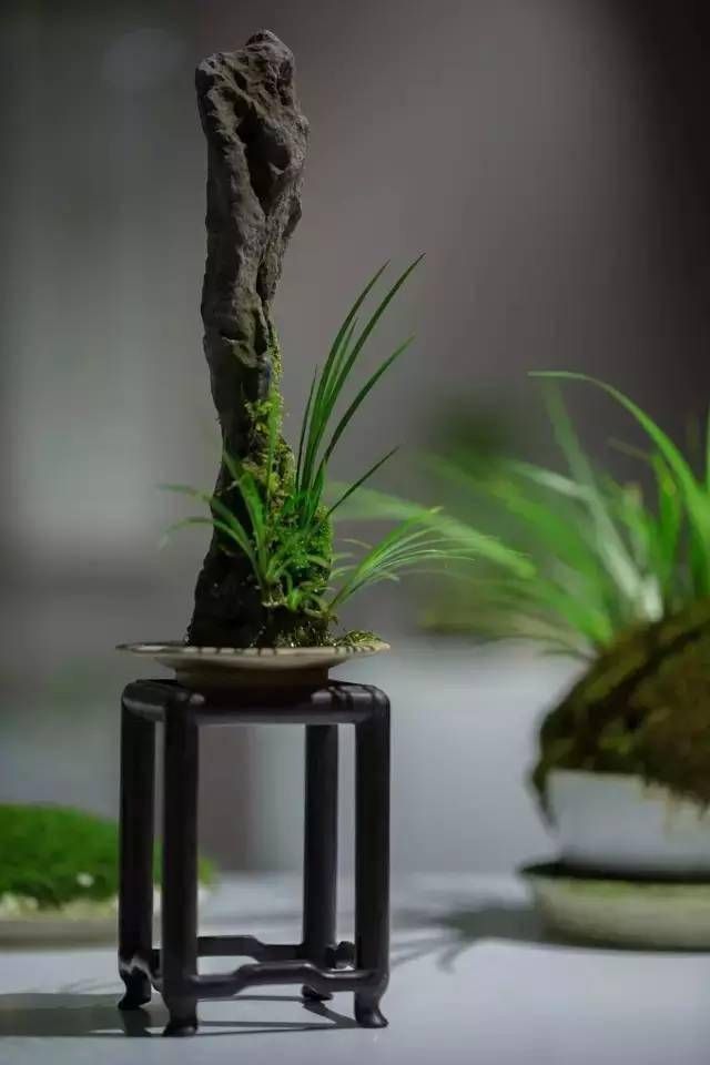 小石菖蒲盆景种植方法