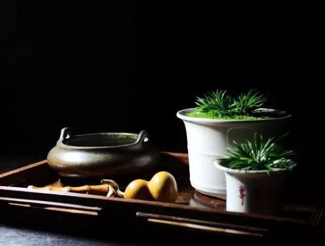 小石菖蒲盆景种植方法