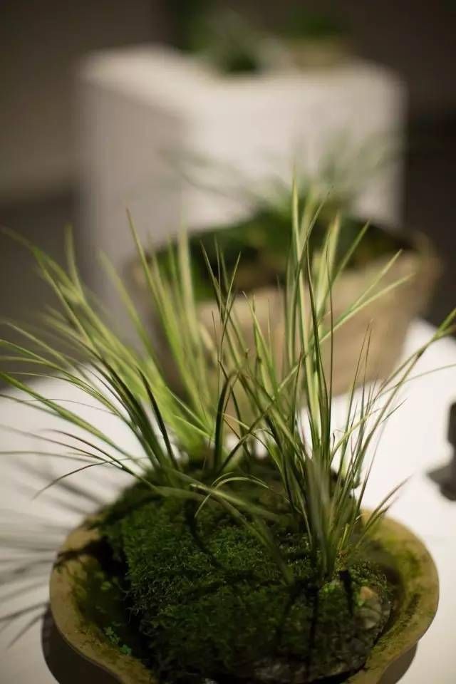 小石菖蒲盆景种植方法