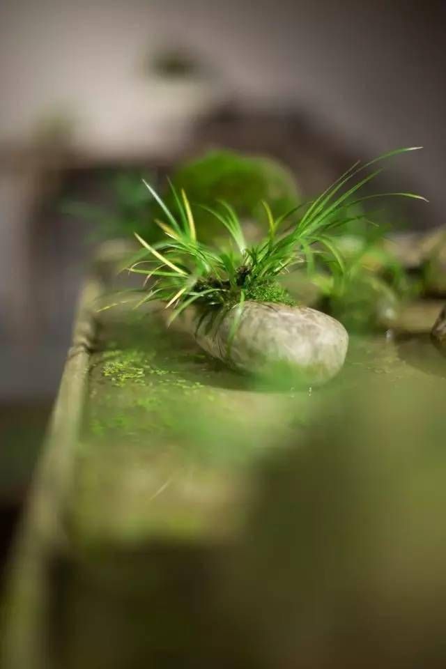 小石菖蒲盆景种植方法