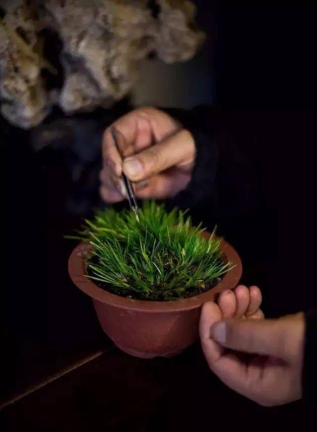小石菖蒲盆景种植方法