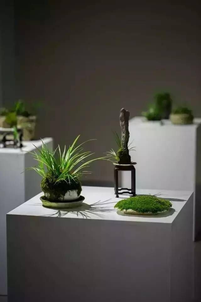 小石菖蒲盆景种植方法