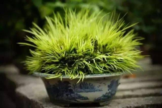 小石菖蒲盆景种植方法