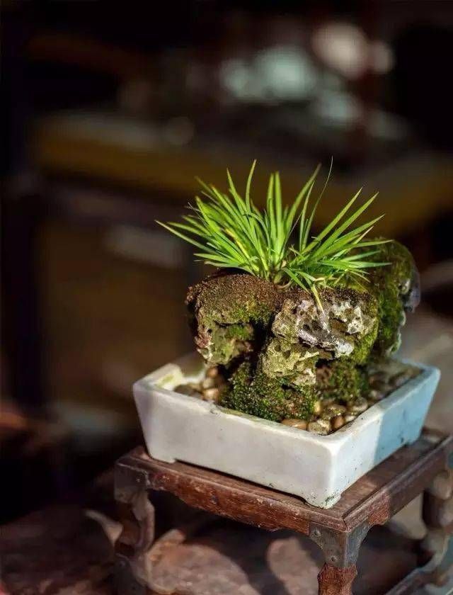 小石菖蒲盆景种植方法