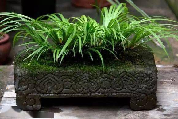 小石菖蒲盆景种植方法