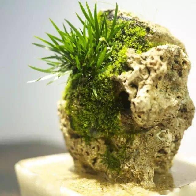 小石菖蒲盆景种植方法