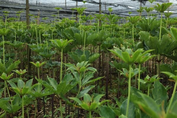 重楼人工种植技术