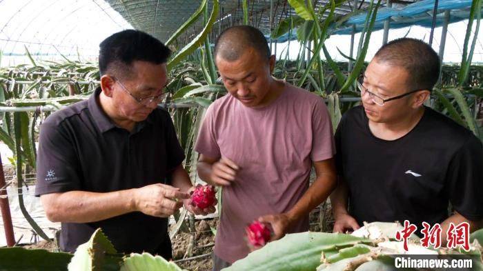 火龙果家庭种植方法