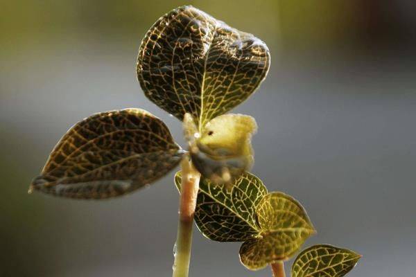 金线莲的生长环境!金线莲怎样繁殖?金线莲怎么种?