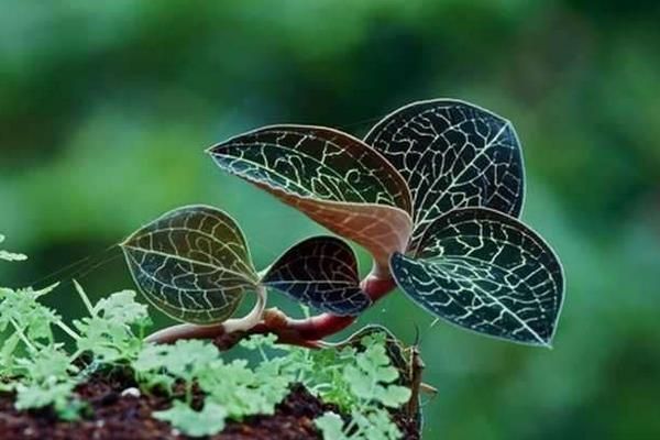金线莲的种植方法