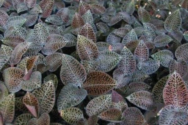 金线莲的种植方法