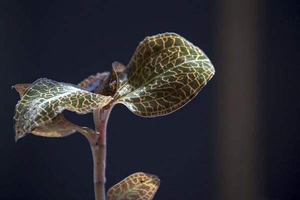 金线莲的种植方法