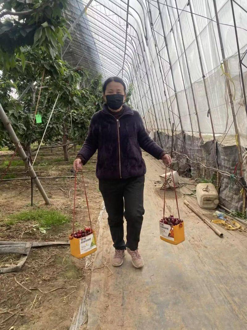 潍坊美女樱报价
