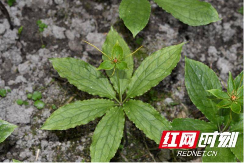 重楼人工种植技术
