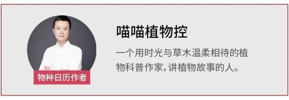 冬青树种子有啥功用