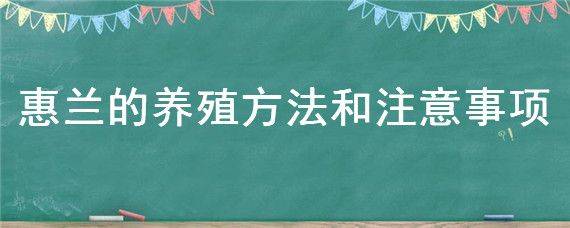 惠兰的养殖方法和注意事项