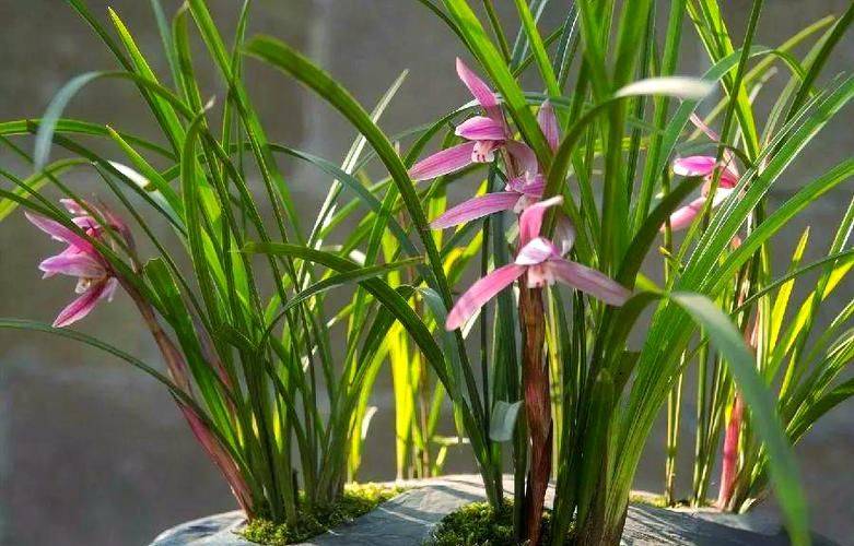 惠兰花的种植方法