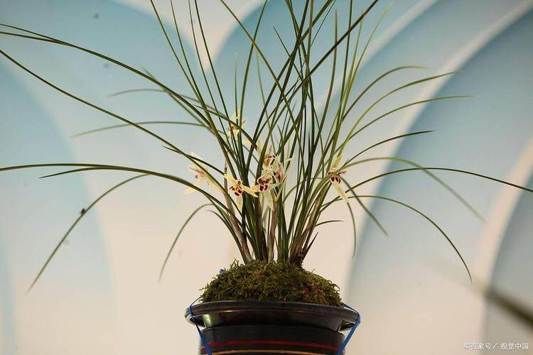 惠兰花的种植方法