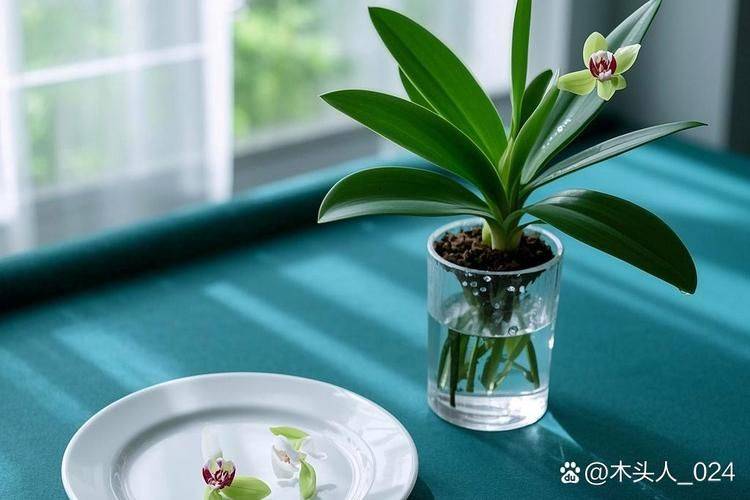 惠兰花的种植方法