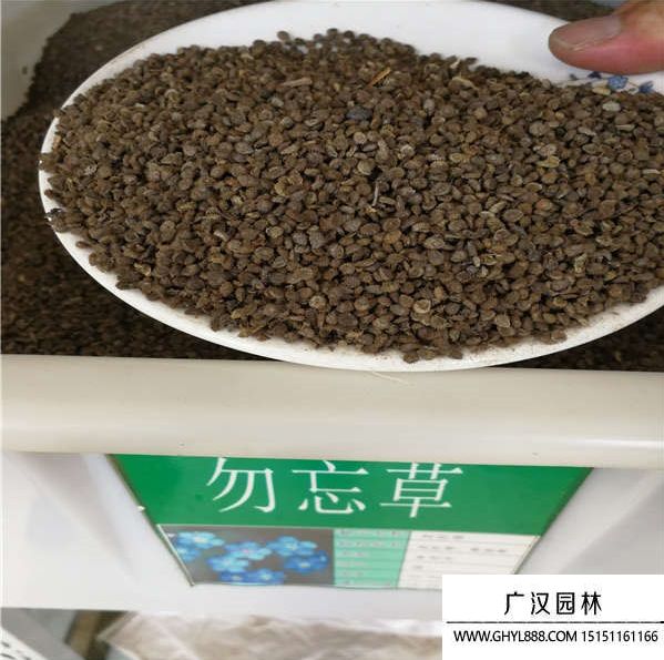 勿忘我种子的种植方法