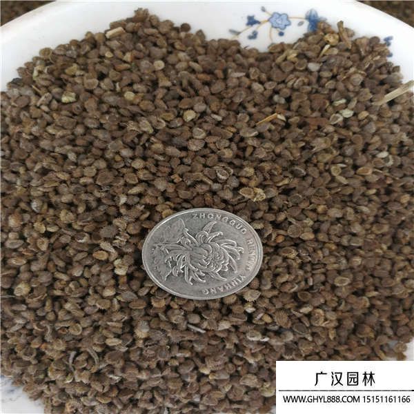 勿忘我种子的种植方法