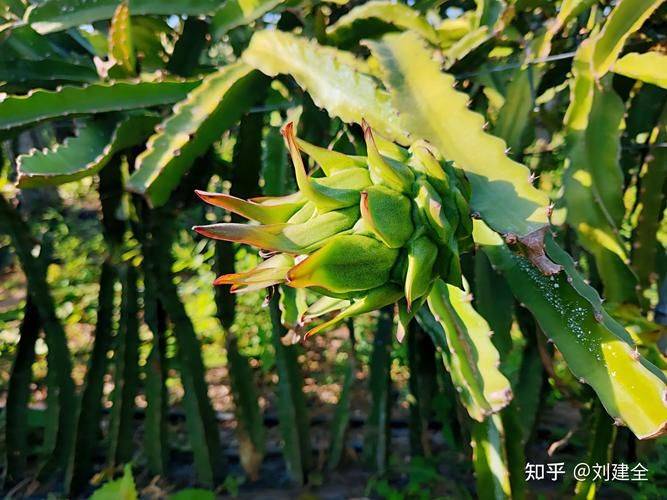 火龙果家庭种植方法