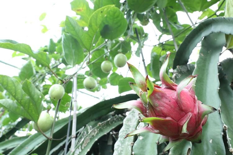 火龙果家庭种植方法