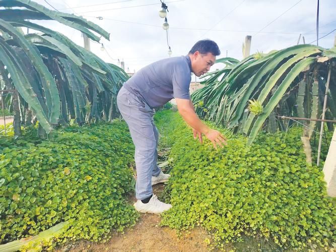 火龙果家庭种植方法