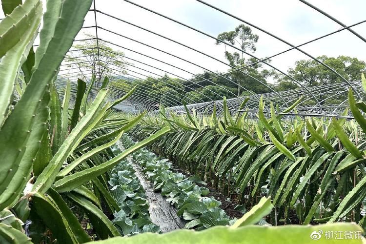 火龙果家庭种植方法