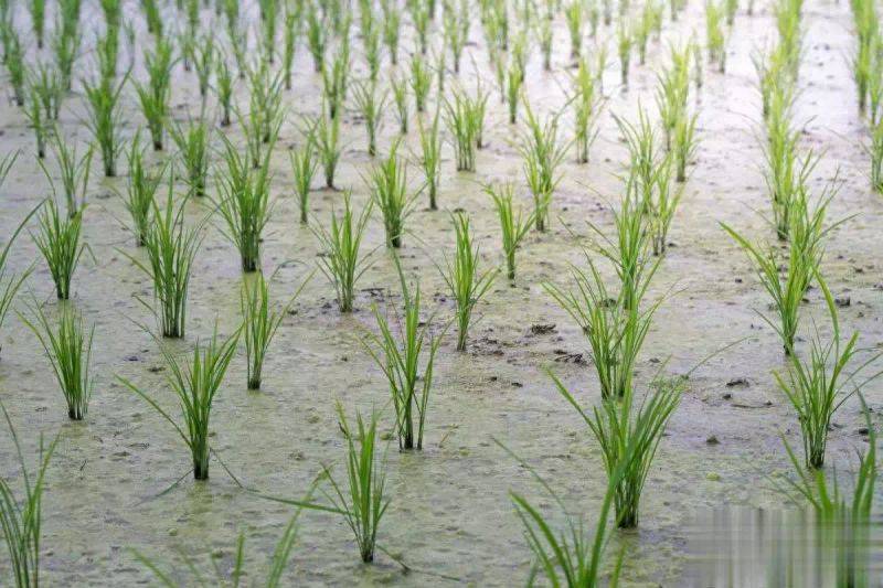 水稻宽行窄株模式种植对品种的要求探析