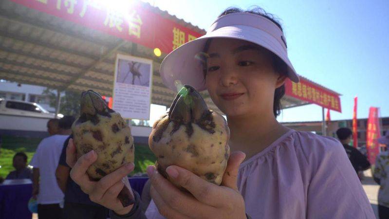 芡实批发多少钱一斤