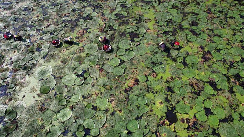 芡实批发多少钱一斤