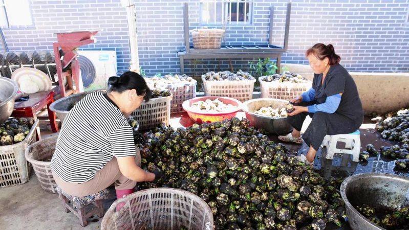 芡实批发多少钱一斤