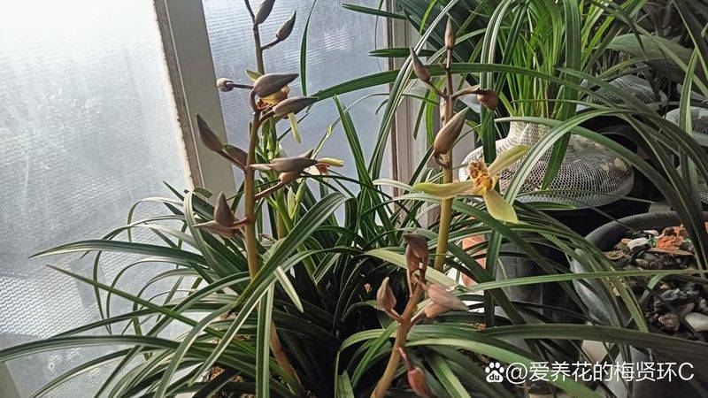 惠兰花的种植方法