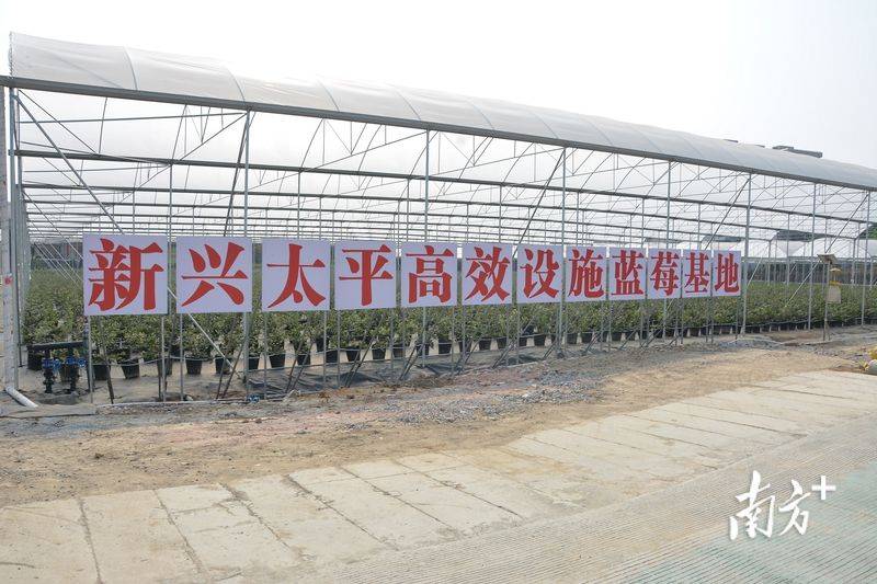 新兴县青梅种植果树