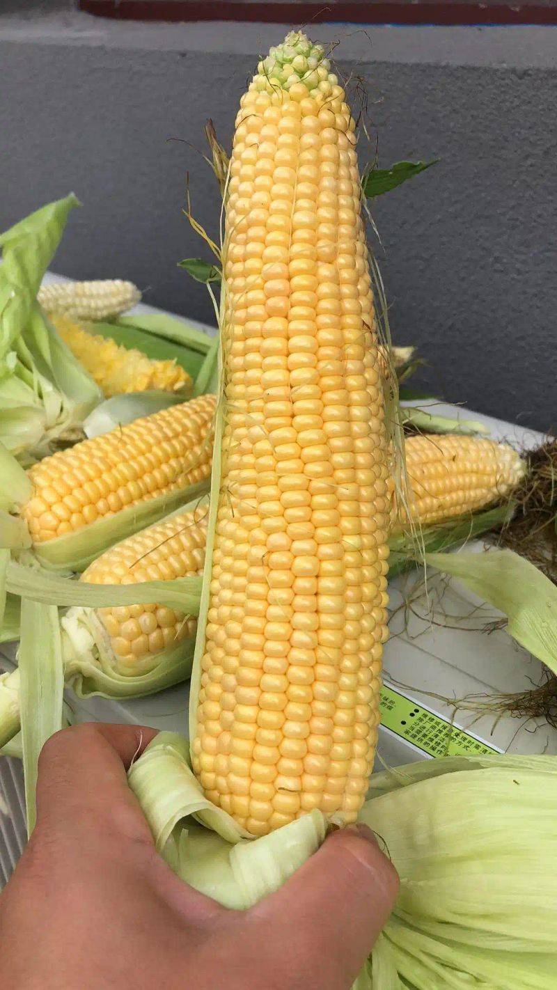 甜玉米的种植方法