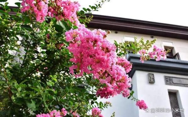 四季桂花树种植技术