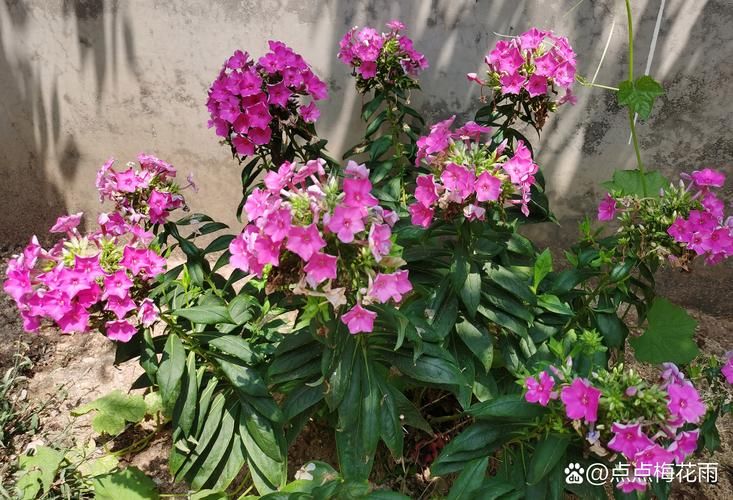 四季桂花树种植技术