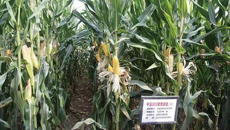 甜玉米的种植方法