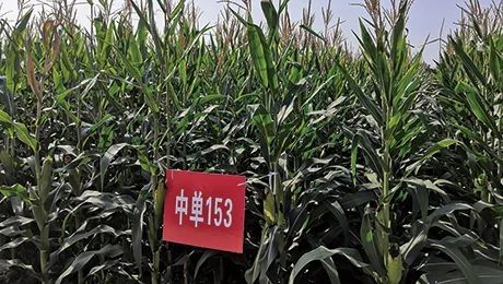 甜玉米的种植方法