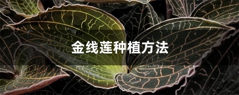金线莲的种植方法