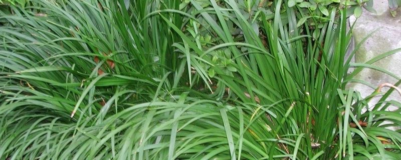 小石菖蒲盆景种植方法