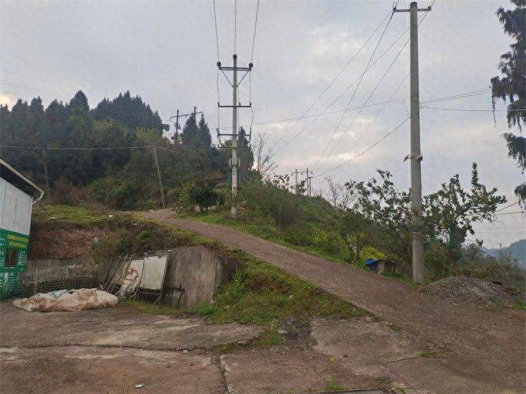 安徽苗木市场果树种植