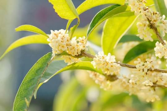 四季桂花树种植技术