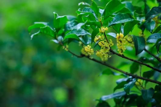 四季桂花树种植技术
