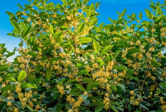 四季桂花树种植技术