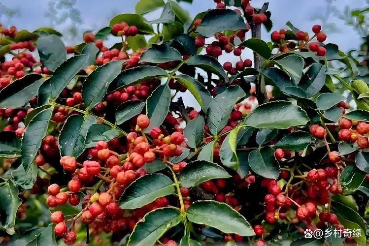 花椒树盆栽种植方法