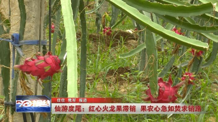 火龙果家庭种植方法