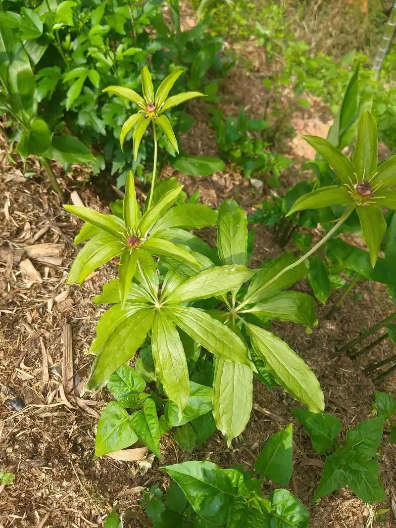 重楼人工种植技术