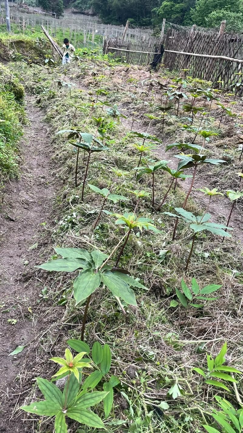 重楼人工种植技术